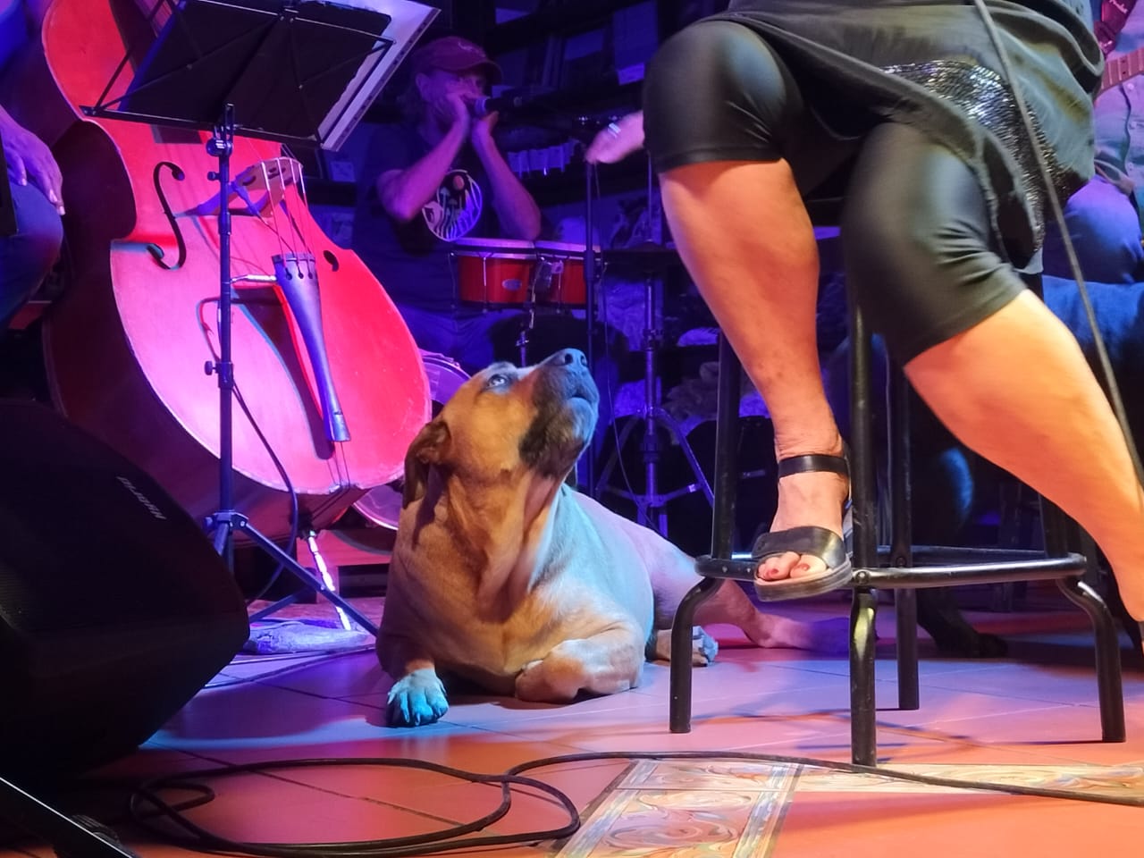 Tellinger and Fresk sing the blues in Waterval Boven